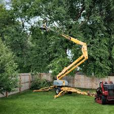 Best Tree Trimming and Pruning  in North Alamo, TX