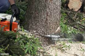 Tree and Shrub Care in North Alamo, TX