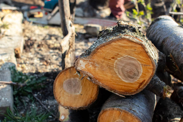 Best Storm Damage Tree Cleanup  in North Alamo, TX