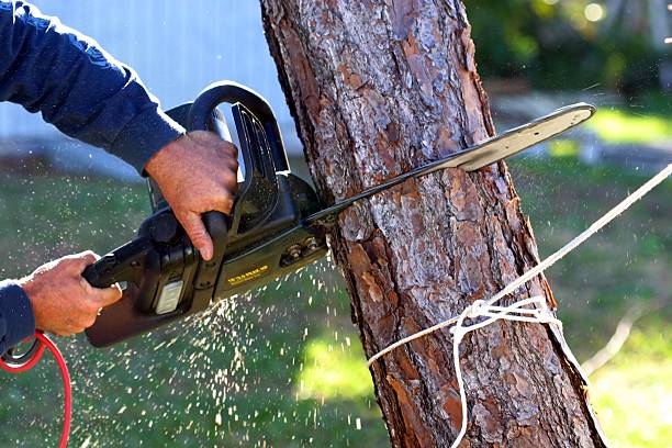 Lawn Irrigation Installation and Maintenance in North Alamo, TX